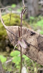 Cyrtostylis reniformis