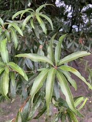 Quercus phellos