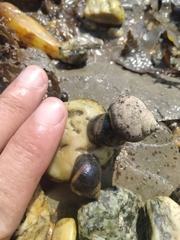 Littorina saxatilis