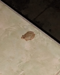 Scinax