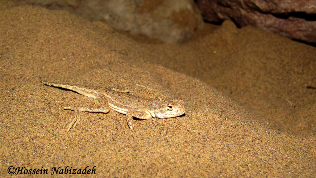 Striped Toad Agama