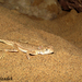 Phrynocephalus ornatus - Photo (c) hossein_nabizadeh, algunos derechos reservados (CC BY-NC)