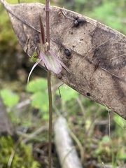 Cyrtostylis reniformis