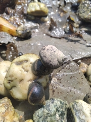 Littorina saxatilis