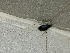 Calosoma