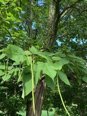 Catalpa speciosa