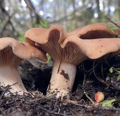 Clitopilus