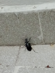 Calosoma