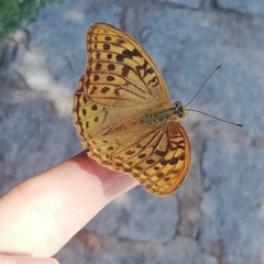 Argynnis pandora