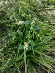 Polygonum arenastrum