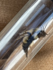 Bombus citrinus