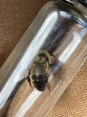 Bombus citrinus