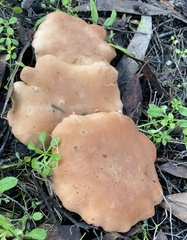 Clitopilus