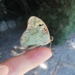 Argynnis pandora