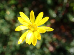 Bradburia pilosa
