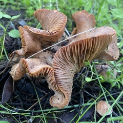 Clitopilus