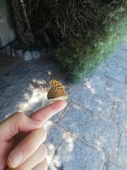 Argynnis pandora