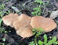 Clitopilus