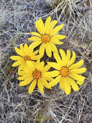 Gazania