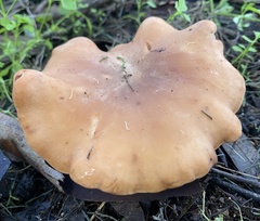 Clitopilus