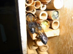 Megachile sculpturalis