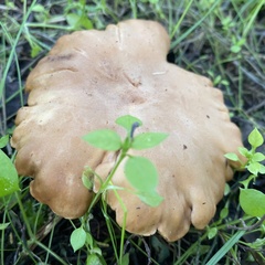 Clitopilus