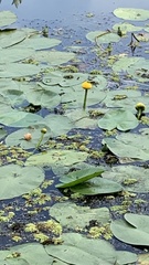 Nuphar lutea