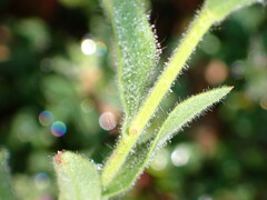 Bradburia pilosa