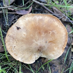Clitopilus
