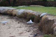 Cacatua sanguinea
