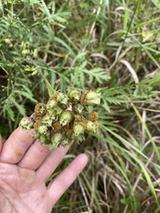 Rhopalomyia tanaceticola