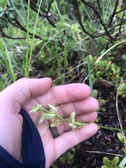 Platanthera obtusata