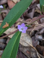 Eremophila debilis