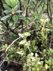 Platanthera obtusata