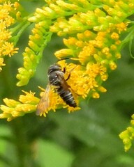 Coelioxys octodentatus