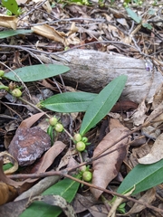 Eremophila debilis