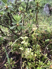 Platanthera obtusata