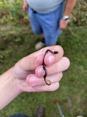 Storeria occipitomaculata