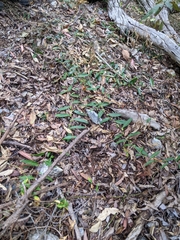 Eremophila debilis