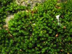 Racomitrium