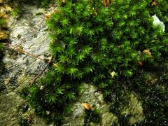 Racomitrium