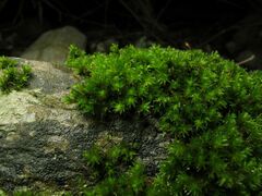 Racomitrium
