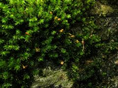 Racomitrium