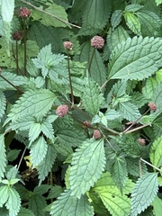 Lecanthus peduncularis