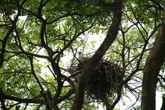 Accipiter trivirgatus