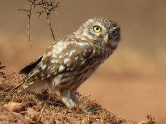 Athene noctua