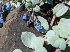 Mertensia maritima