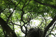 Accipiter trivirgatus