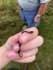 Storeria occipitomaculata