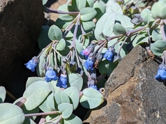 Mertensia maritima